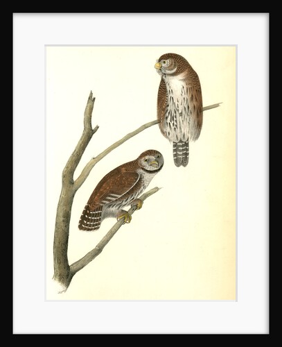 Columbian Day-Owl by John James Audubon