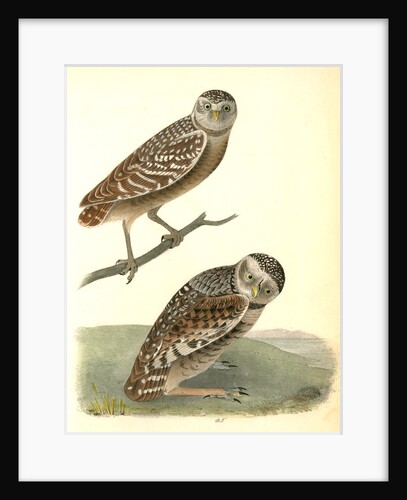 Burrowing Day-Owl by John James Audubon