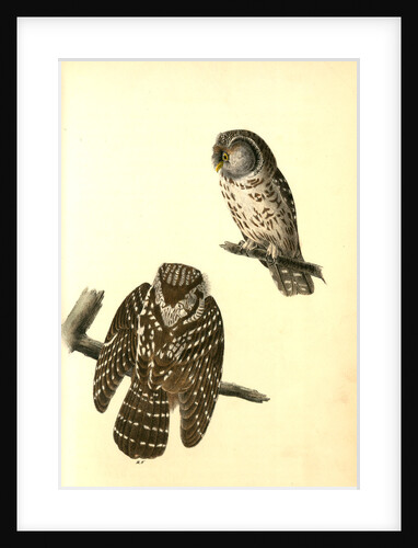 Tengmalm's Night-Owl by John James Audubon