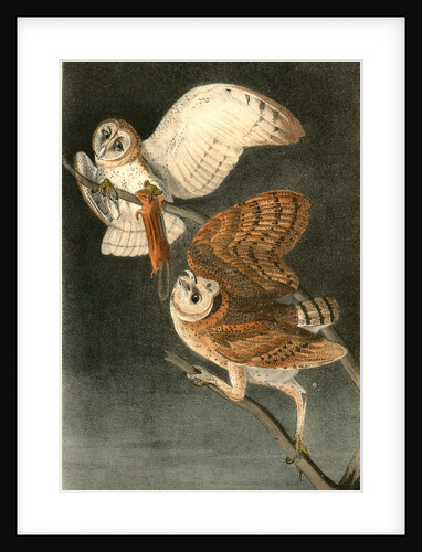 Barn Owl by John James Audubon
