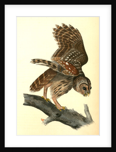 Barred Owl by John James Audubon