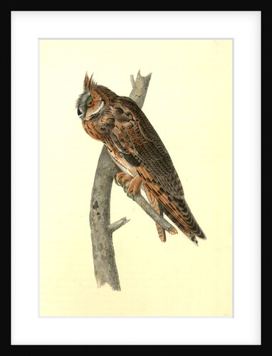 Long-eared Owl by John James Audubon