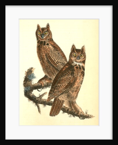Geat Horned Owl by John James Audubon