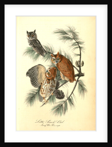 Little Screech Owl. (Jersey Pine. Pinus inops.) by John James Audubon