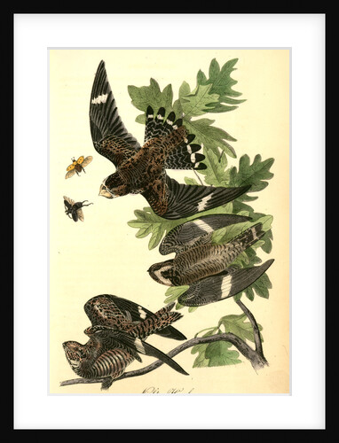 Night Hawk. (White Oak. Quercus Alba.) by John James Audubon