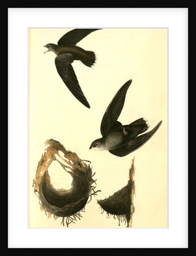 American Swift. (Nests) by John James Audubon