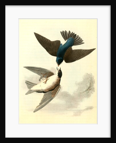 Whit-bellied Swallow by John James Audubon