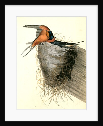 Barn or Chimney Swallow by John James Audubon