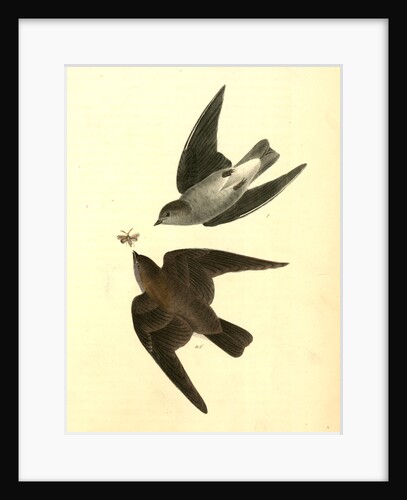 Rough-winged Swallow by John James Audubon