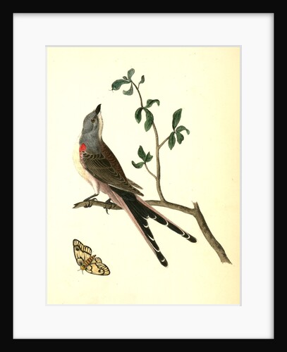 Swallow-tailed Flycatcher by John James Audubon