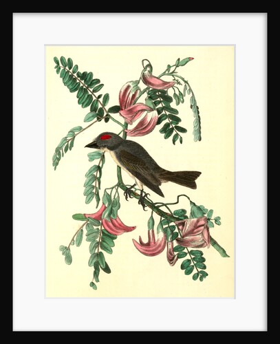 Pipiry Flycatcher by John James Audubon
