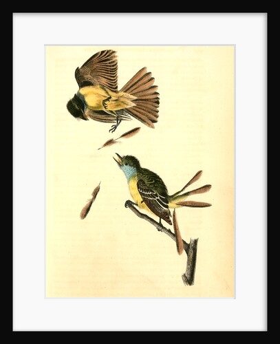 Great Crested Flycatcher., Audubon, John James, 1785-1851 by John James Audubon