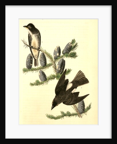 Cooper's Flycatcher by John James Audubon