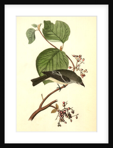 Short-legged Pewit Flycatcher. Male. (Hobble Bush. Viburnum Lantanoides) by John James Audubon