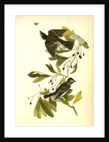 Small Green-crested Flycatcher by John James Audubon