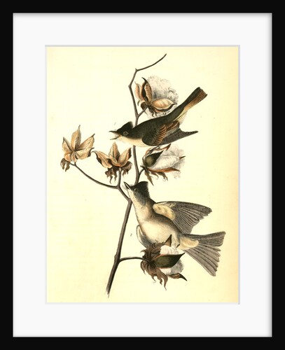 Pewee Flycatcher by John James Audubon