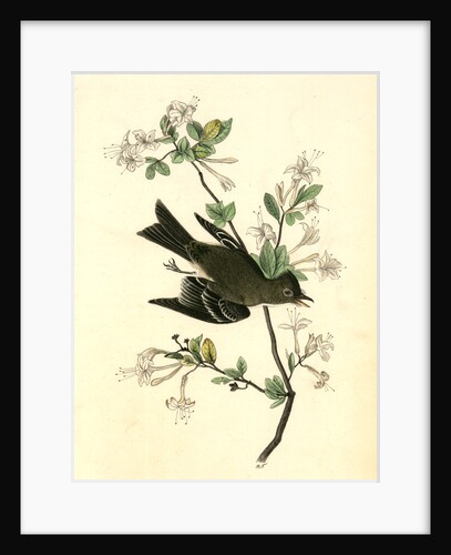 Wood Pewee Flycatcher. Male. (Swamp Honeysuckle. Azalea Viscosa) by John James Audubon