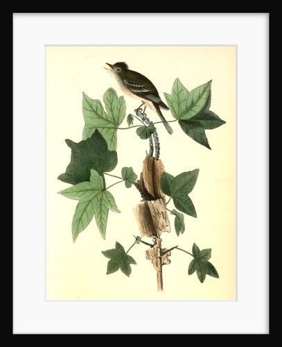 Traill's Flycatcher. Male. (Sweet Gum. Liquidambar Styraciflua.) by John James Audubon