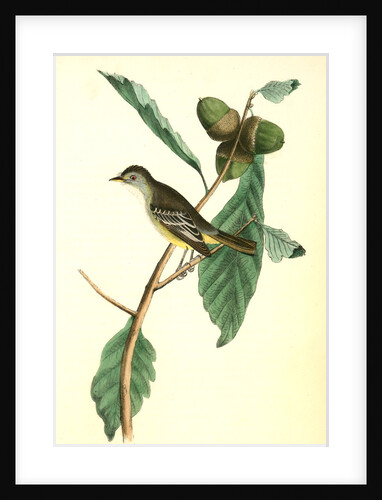 Least Pewee Flycatcher. Male. (White Oak. Quercus Prinus.) by John James Audubon