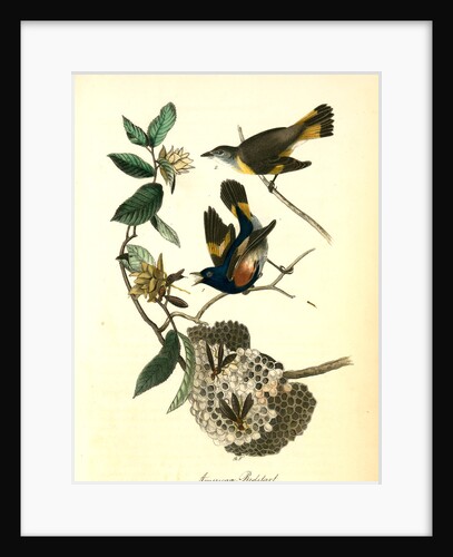 Small-headed Flycatcher. Male. (Virginian Spider-Wort. Tradescantia Virginica.) by John James Audubon