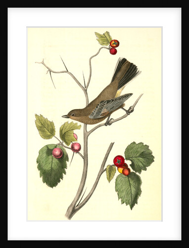 Townsend's Ptilogonys. Female by John James Audubon