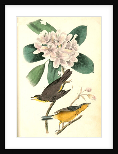 Canada Flycatcher by John James Audubon