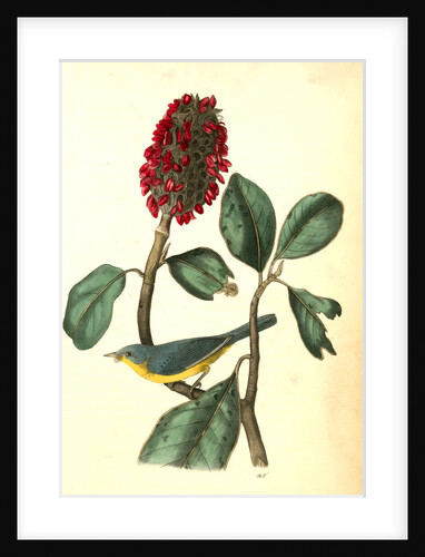 Bonaparte's Flycatching-Warbler by John James Audubon