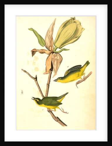 Kentucky Flycatching-Warbler by John James Audubon