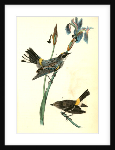 Yellow-crowned Wood-Warbler by John James Audubon