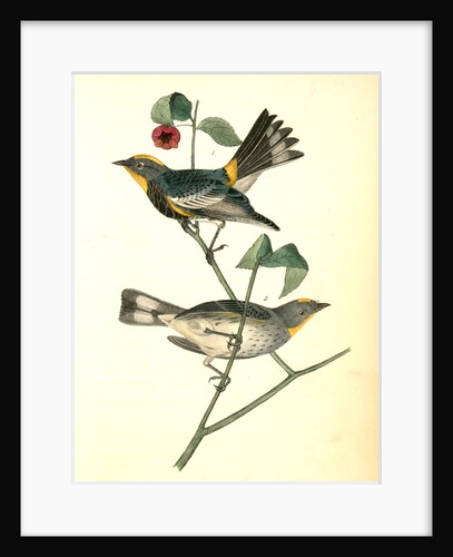 Audubon's Wood-Warbler by John James Audubon