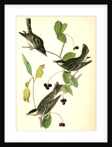 Blue-Grey Flycatcher. (Black Walnut. Juglans nigra.) by John James Audubon
