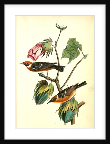 Bay-breasted Wood-Warbler by John James Audubon