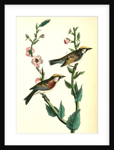 Chestnut-sided Wood-Warbler by John James Audubon