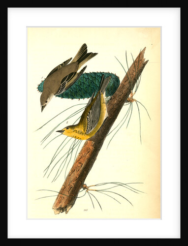 Pine-creeping Wood-Warbler by John James Audubon