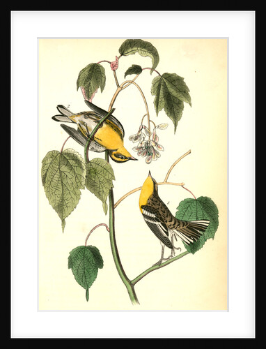 Hemlock Warbler by John James Audubon
