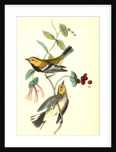 Black-throated Green Wood-Warbler by John James Audubon