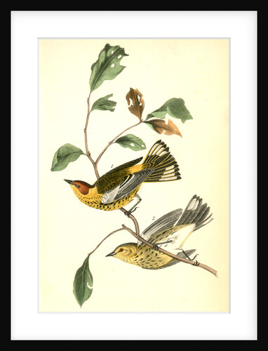 Yellow-throated Wood-Warbler, male. (Chinquapin. Castanea pumila.) by John James Audubon