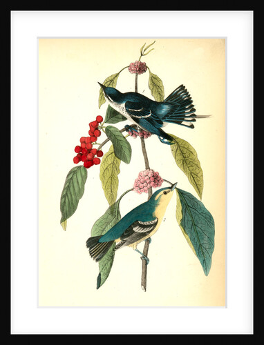 Coerulean Wood-Warbler by John James Audubon