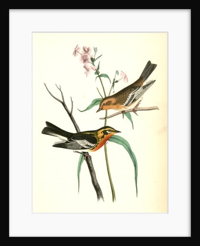 Blackburnia Wood-Warbler by John James Audubon