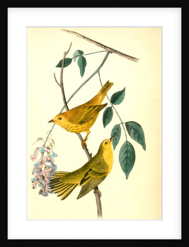 Yellow-poll Warbler. Males by John James Audubon