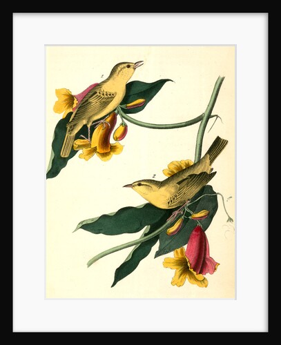 Rathbone's Wood-Warbler by John James Audubon