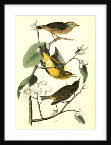 Yellow Red-poll Wood-Warbler by John James Audubon