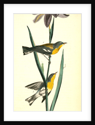 Blue yellow-backed Wood-Warbler by John James Audubon