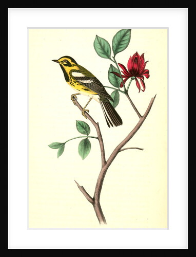 Townsend's Wood-Warbler. Male. (Carolina Alcspice [allspice].) by John James Audubon