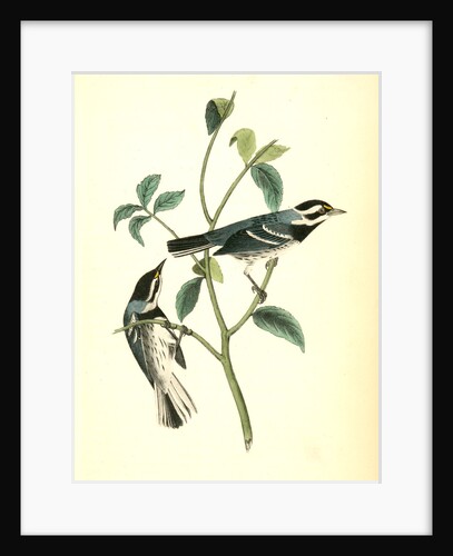 Black-throated Grey Wood-Warbler. Males by John James Audubon