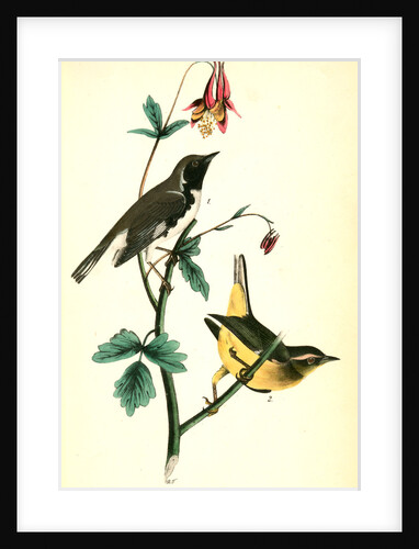 Black-throated Blue Wood-Warbler by John James Audubon