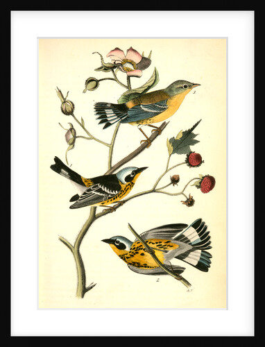 Black-and-yellow Wood-Warbler by John James Audubon