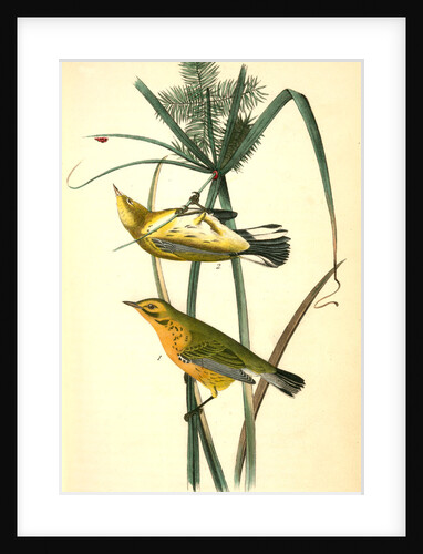 Prairie Wood-Warbler by John James Audubon