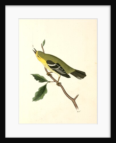Blue-Mountain Warbler. Male by John James Audubon