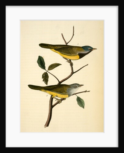 Macgillivray's Ground-Warbler by John James Audubon
